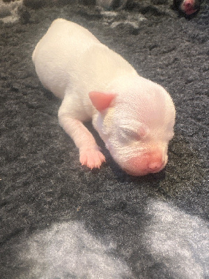 Les chiots de Staffordshire Bull Terrier