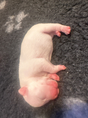 Les chiots de Staffordshire Bull Terrier