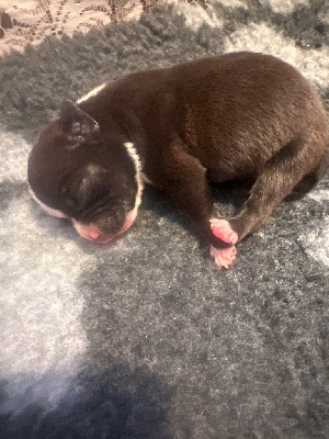 Les chiots de Staffordshire Bull Terrier