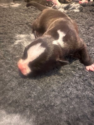 Les chiots de Staffordshire Bull Terrier