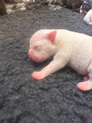 Les chiots de Staffordshire Bull Terrier