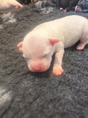 Les chiots de Staffordshire Bull Terrier