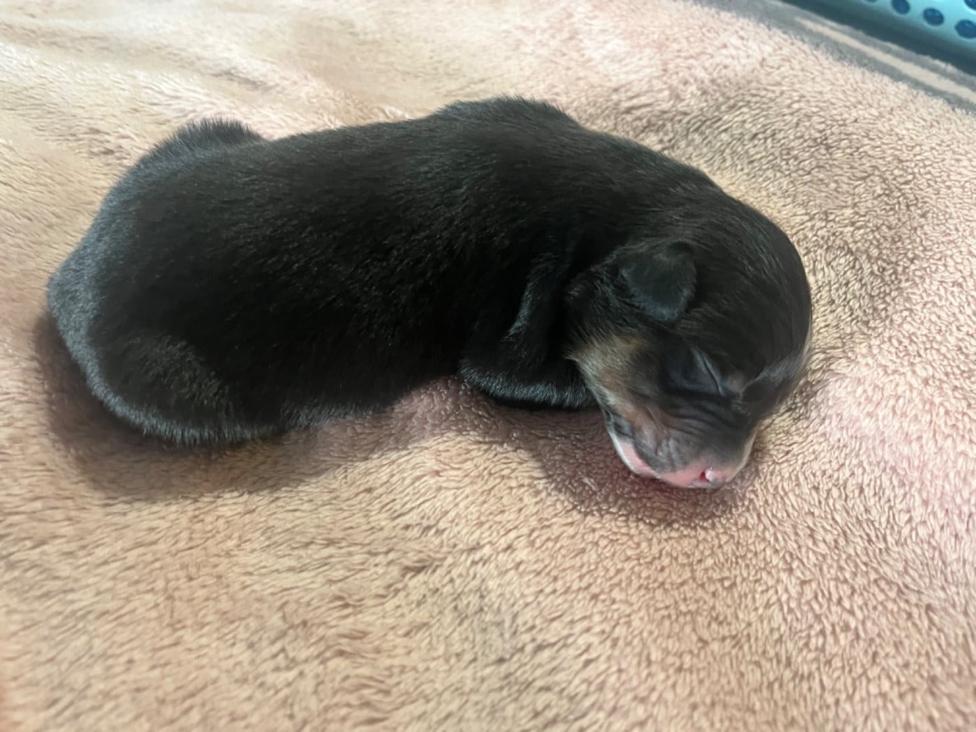 Aura (le nom est modifiable)