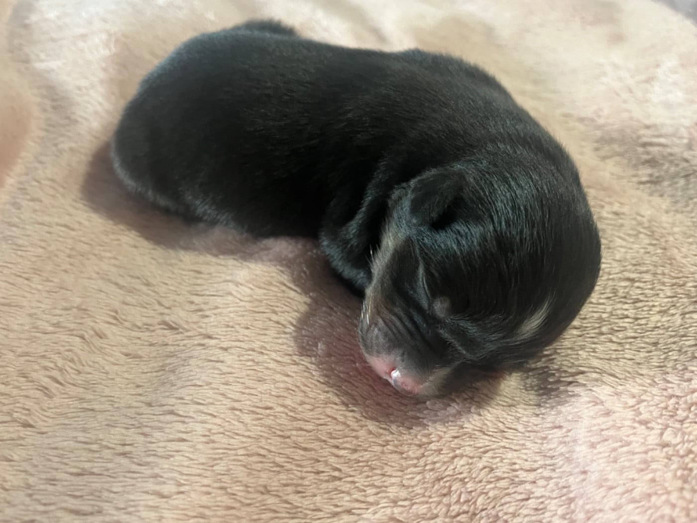 Aura (le nom est modifiable)