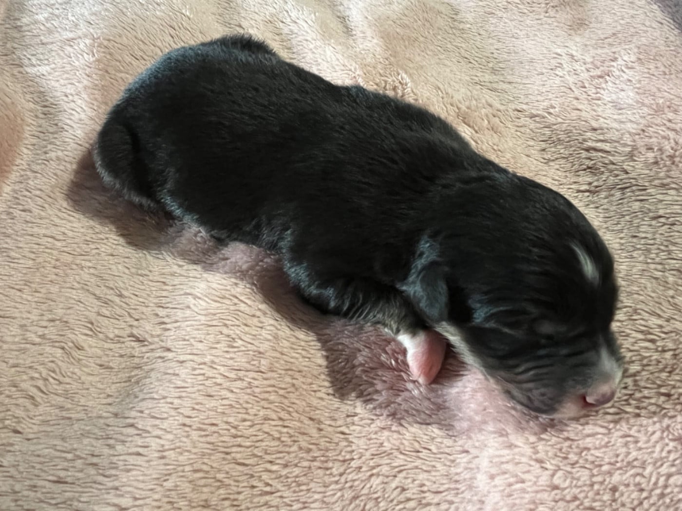 Aura (le nom est modifiable)