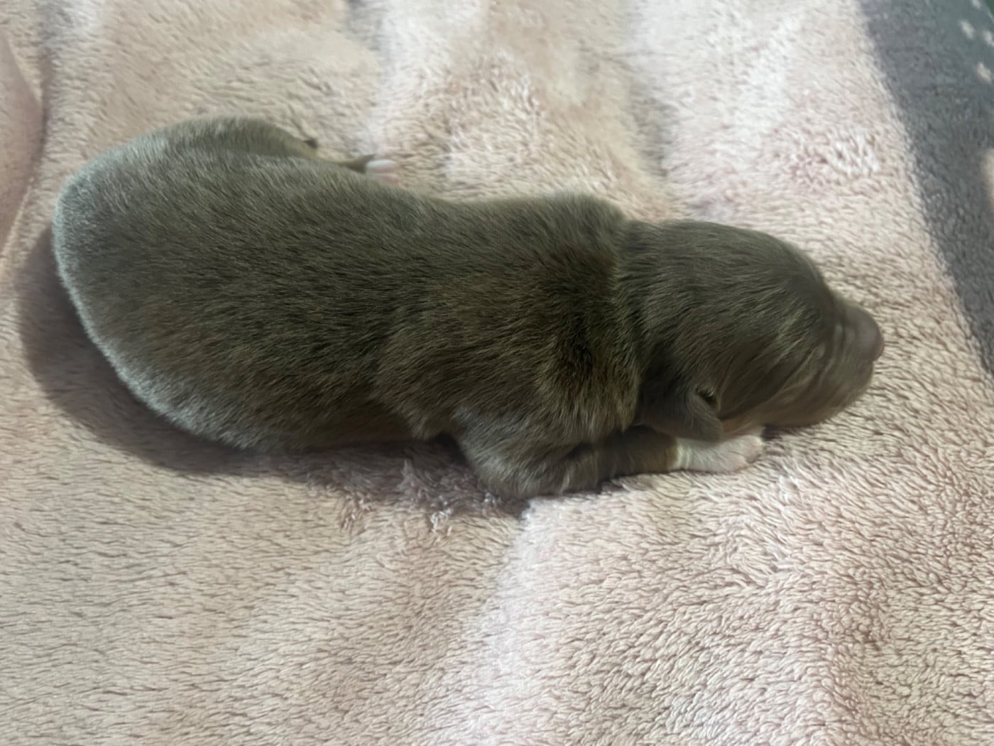 Archibald (le nom est modifiable)