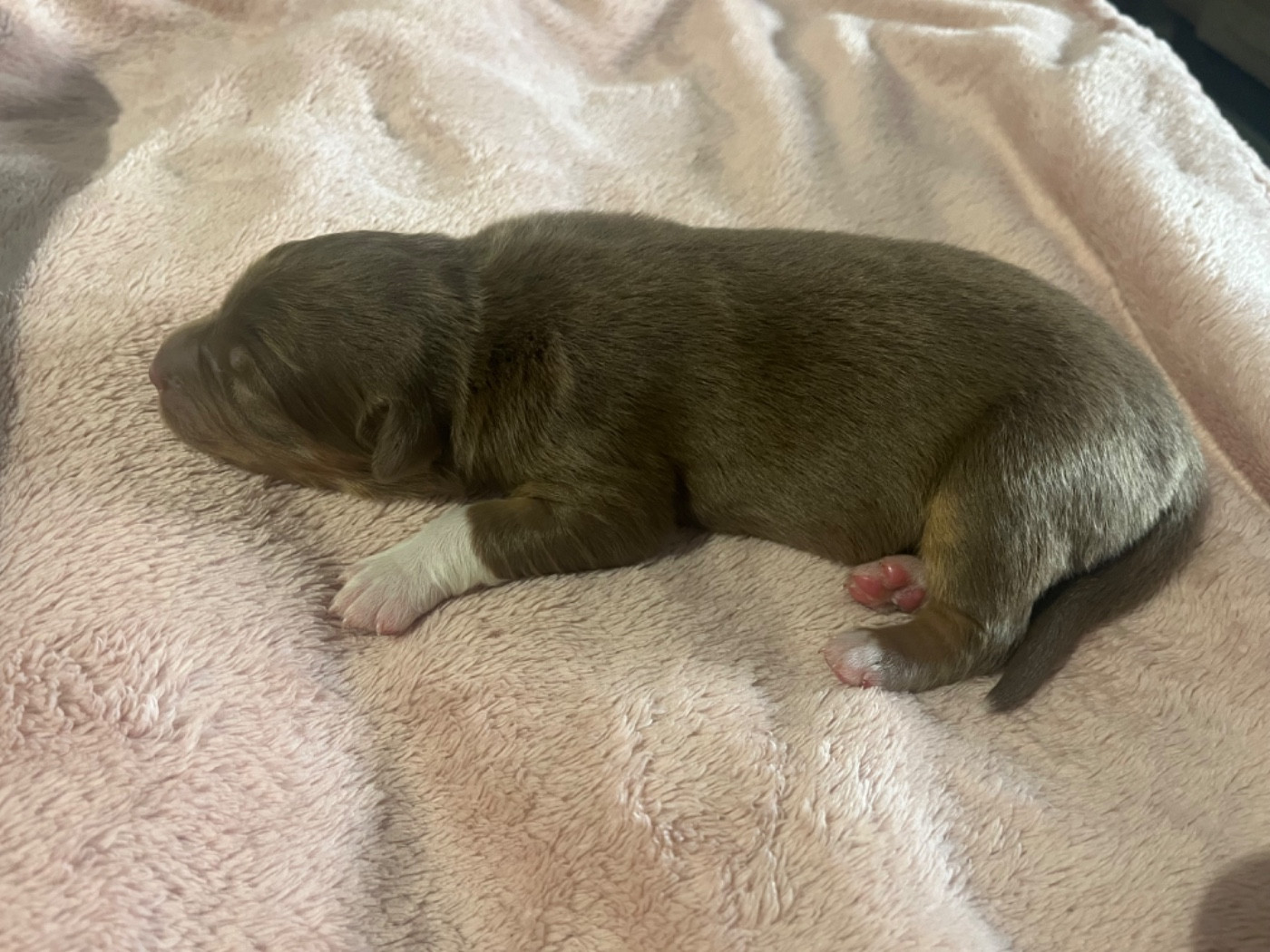 Archibald (le nom est modifiable)