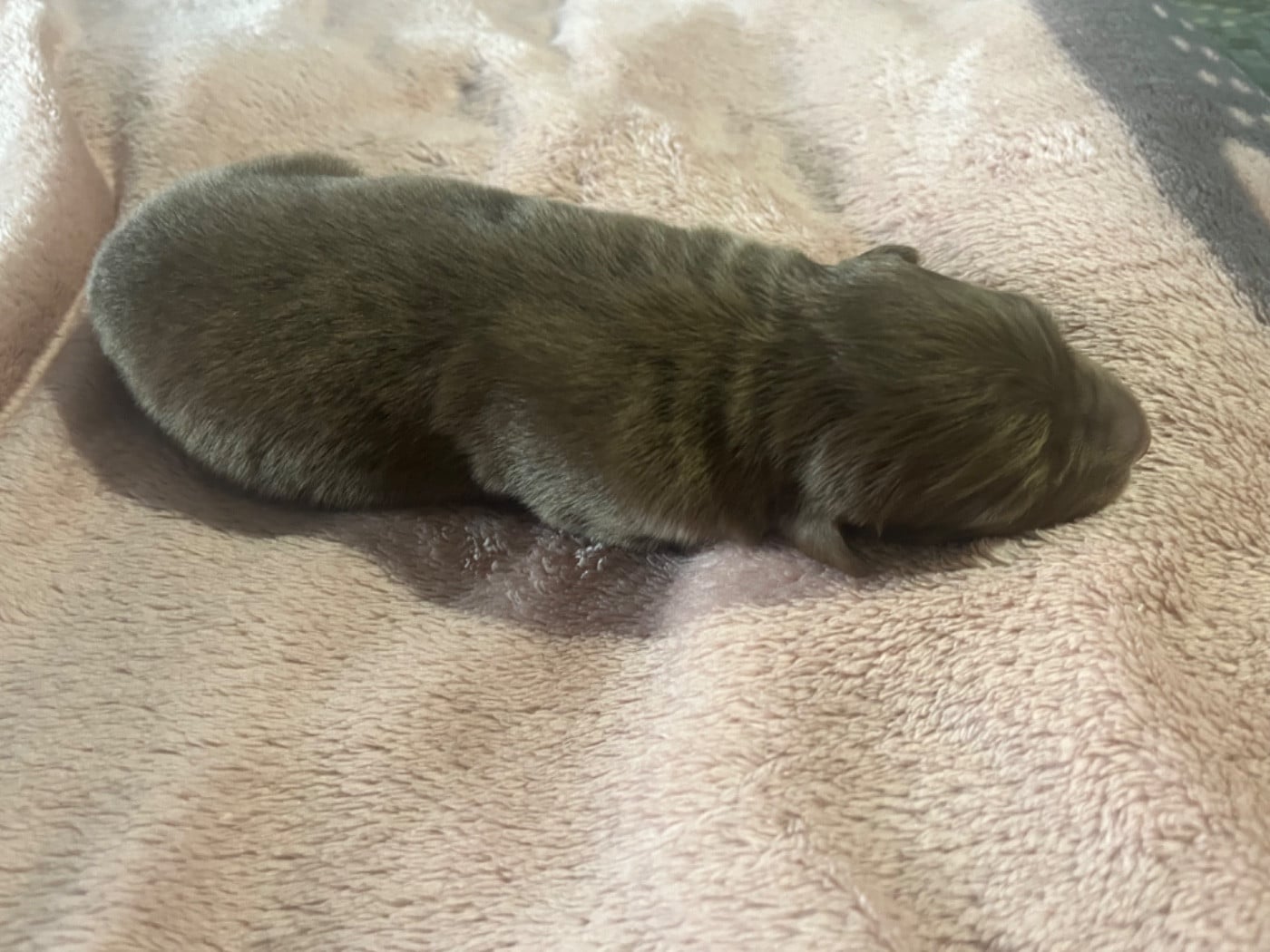 Archibald (le nom est modifiable)