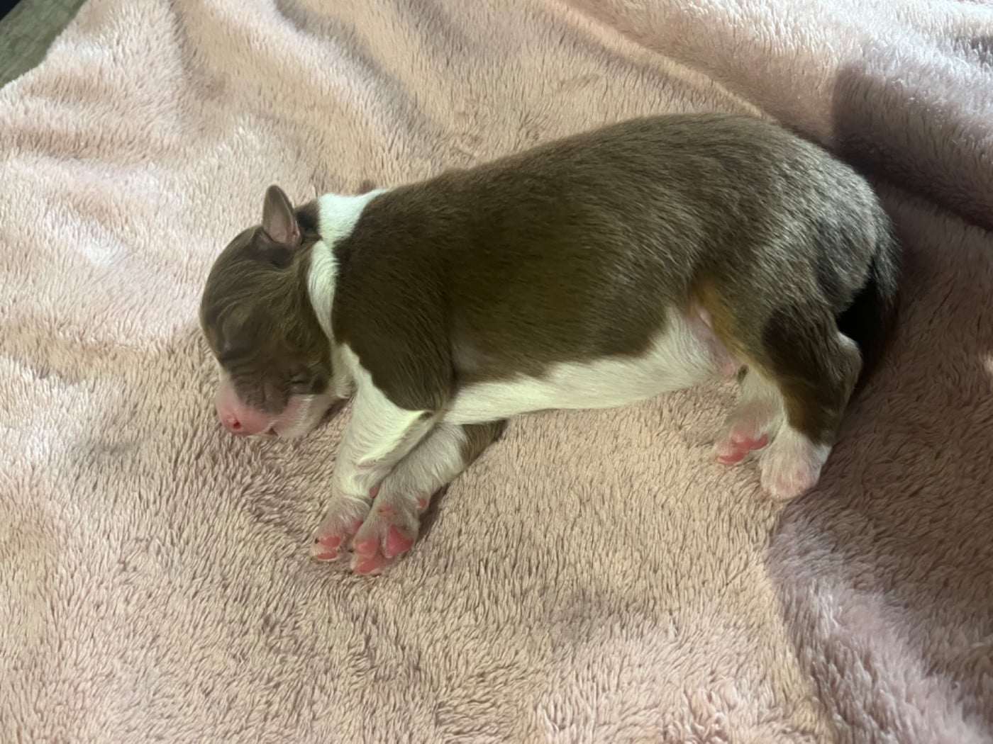 Alibi (le nom est modifiable)