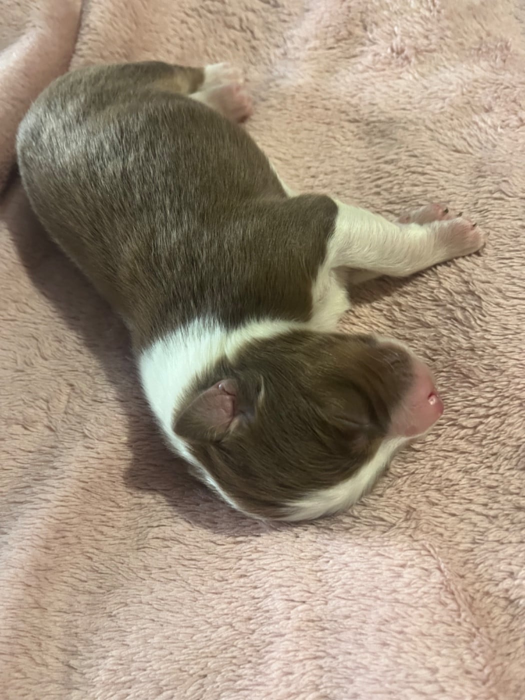 Alibi (le nom est modifiable)