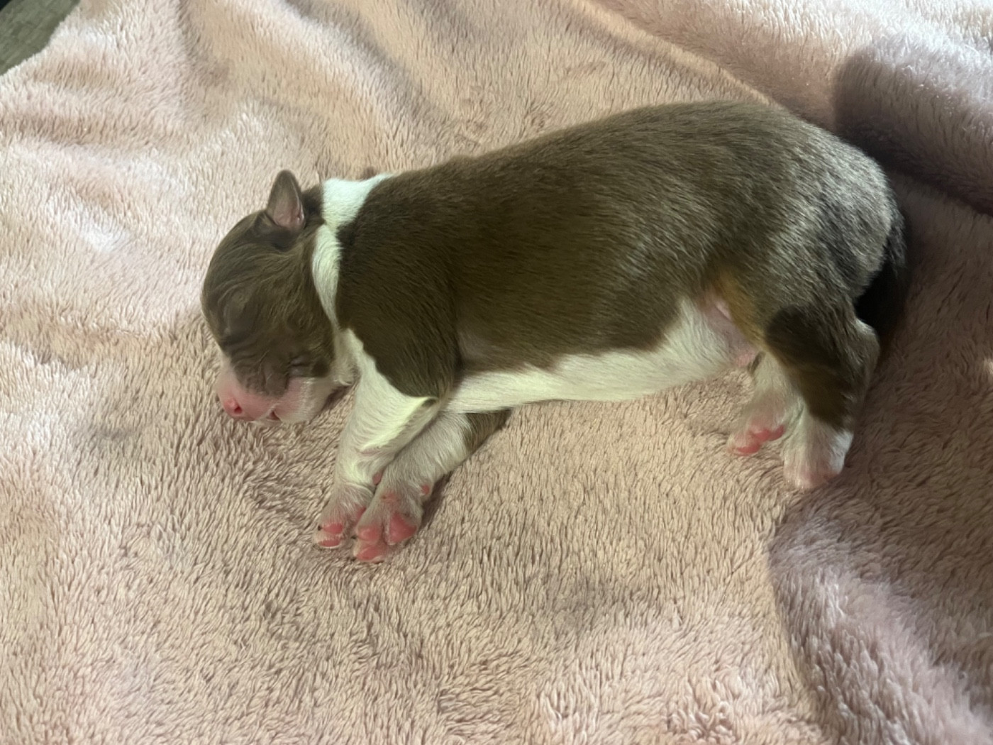 Alibi (le nom est modifiable)