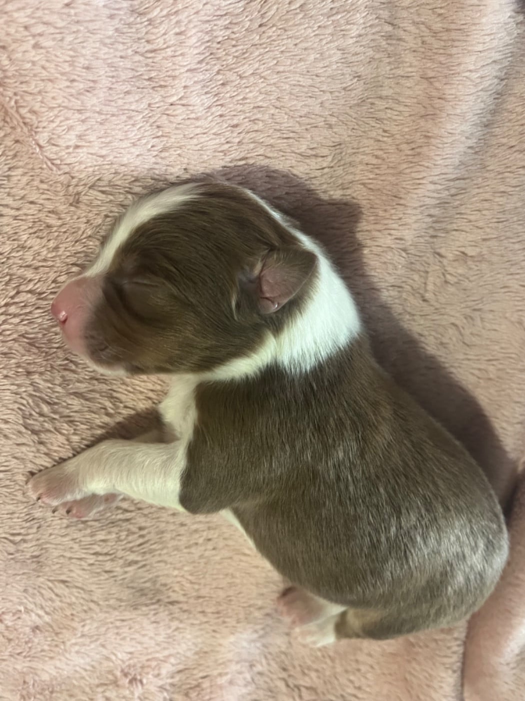 Alibi (le nom est modifiable)