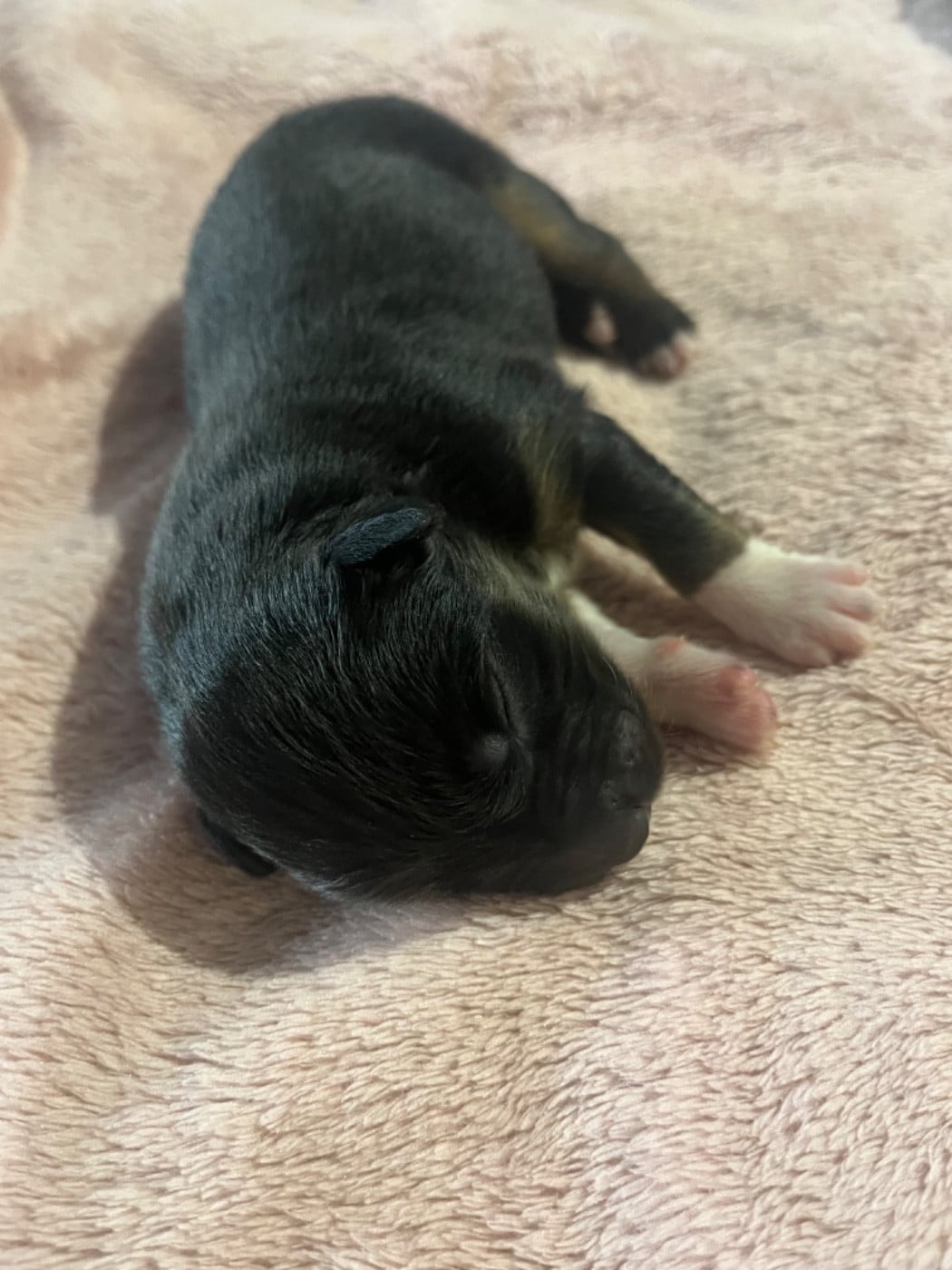 Anakin (le nom est modifiable)