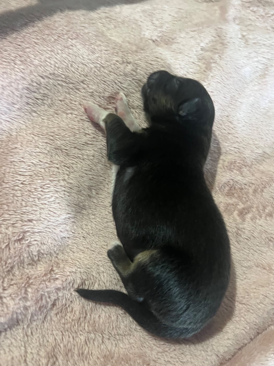 Anakin (le nom est modifiable)