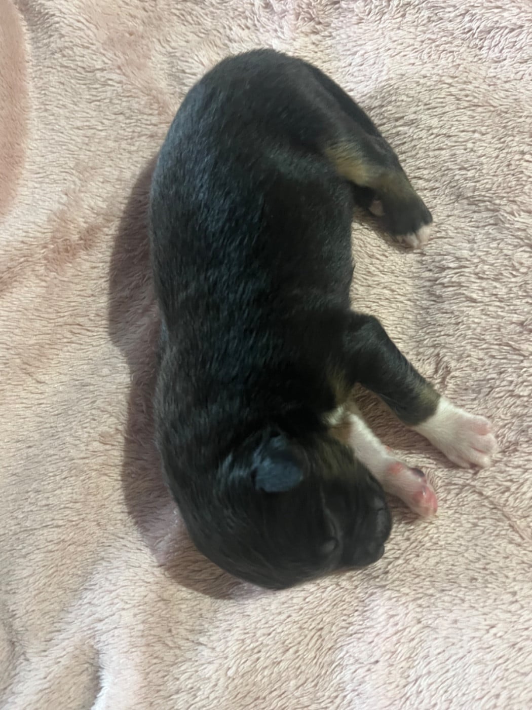 Anakin (le nom est modifiable)