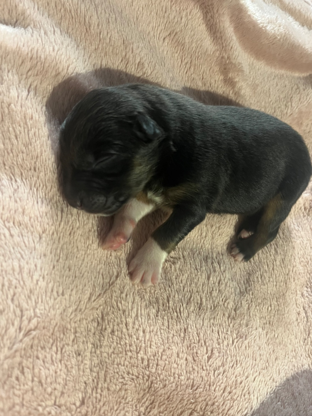 Anakin (le nom est modifiable)