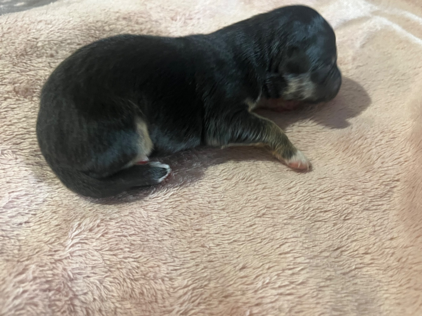 Abyss (le nom est modifiable)