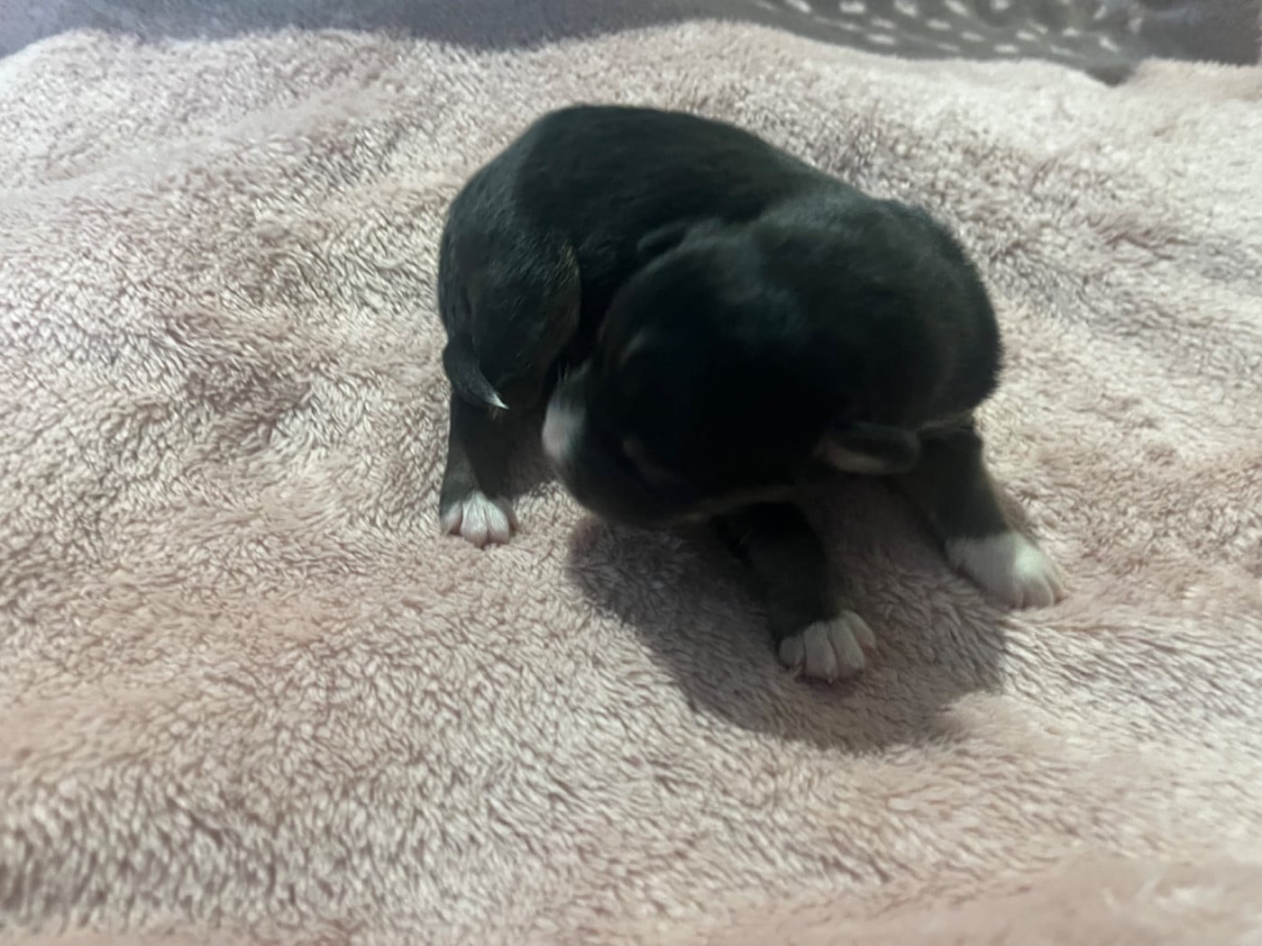 Abyss (le nom est modifiable)