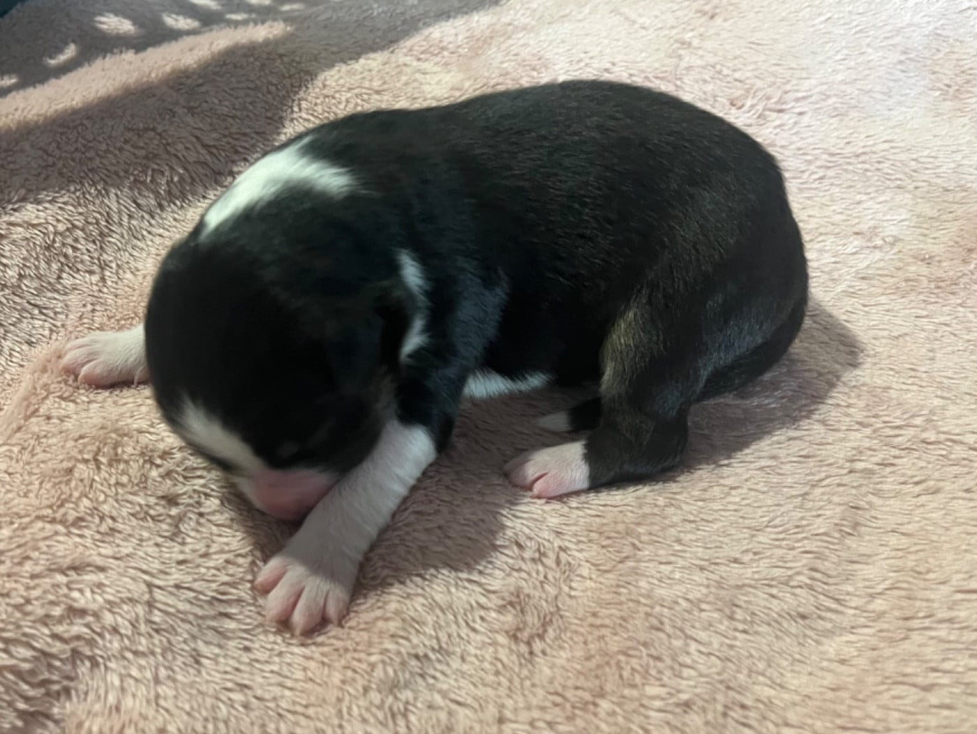 Ava (le nom est modifiable)