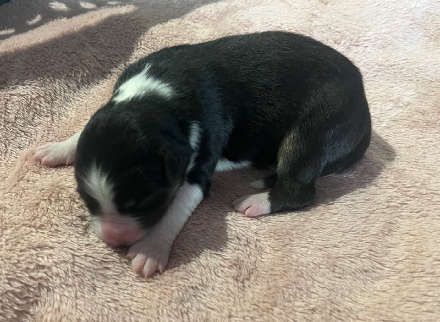 Ava (le nom est modifiable)