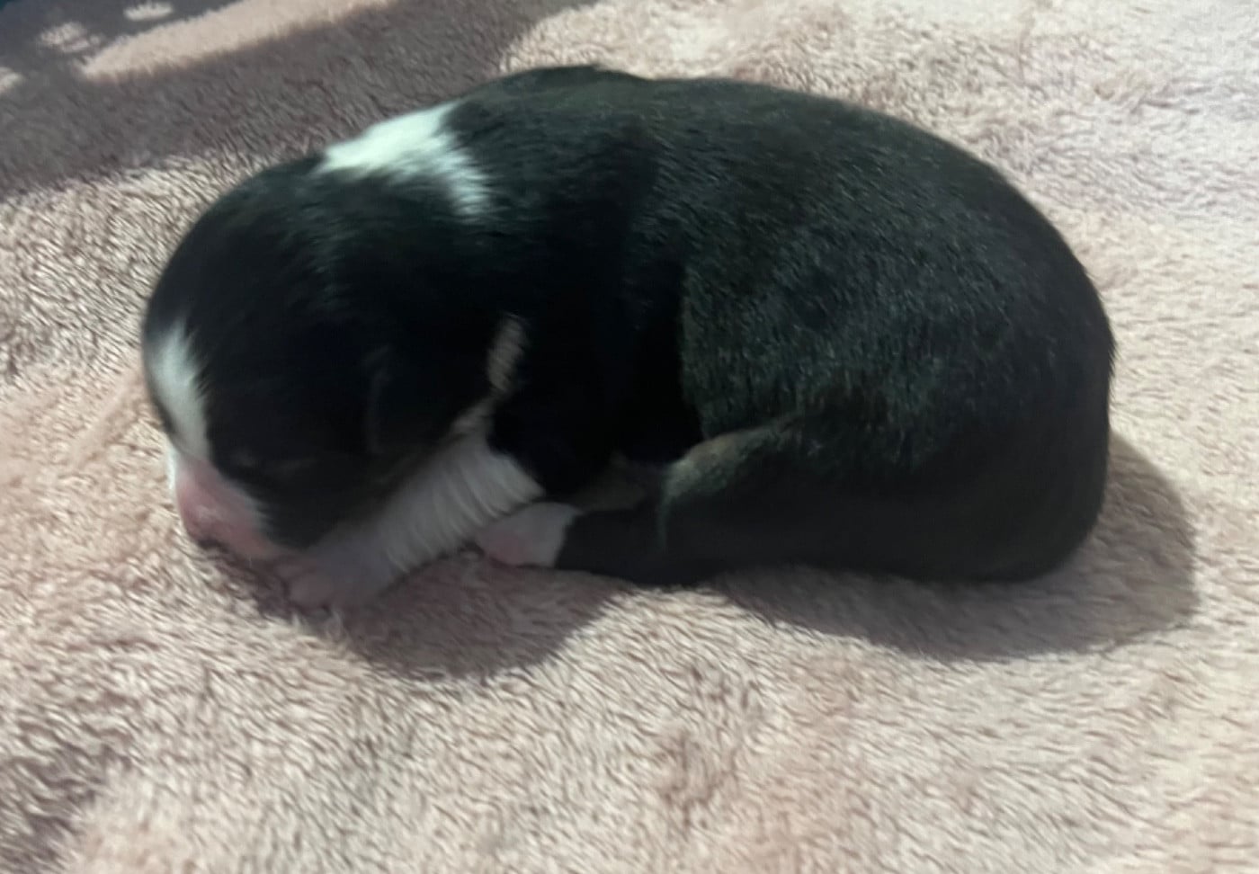 Ava (le nom est modifiable)