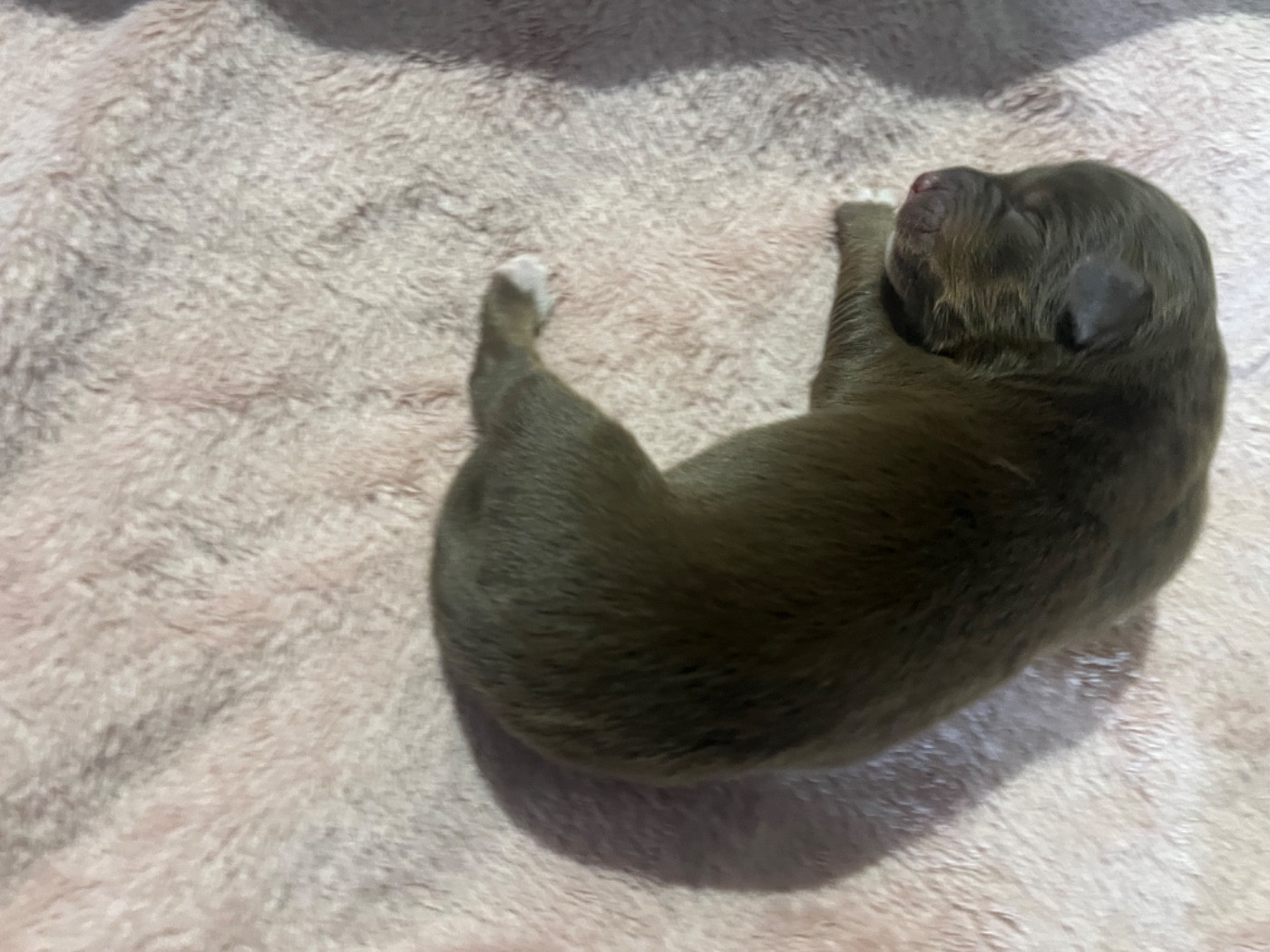 Aztek (le nom est modifiable)