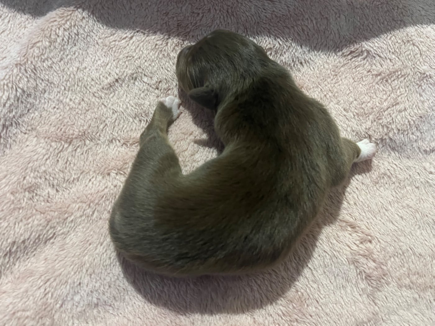 Aztek (le nom est modifiable)