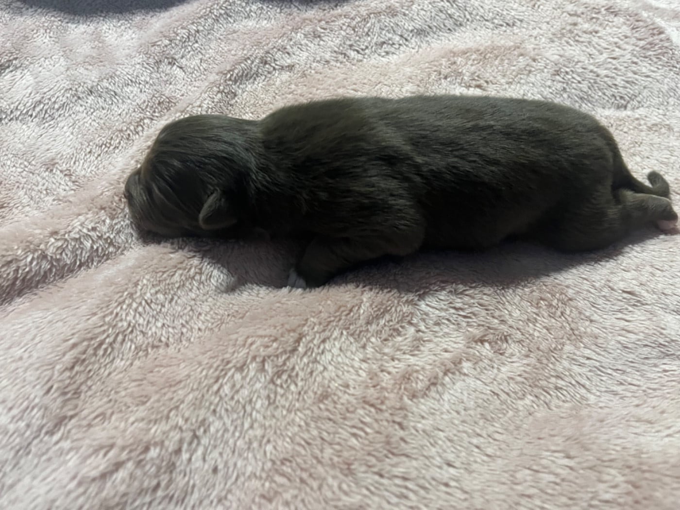 Aztek (le nom est modifiable)