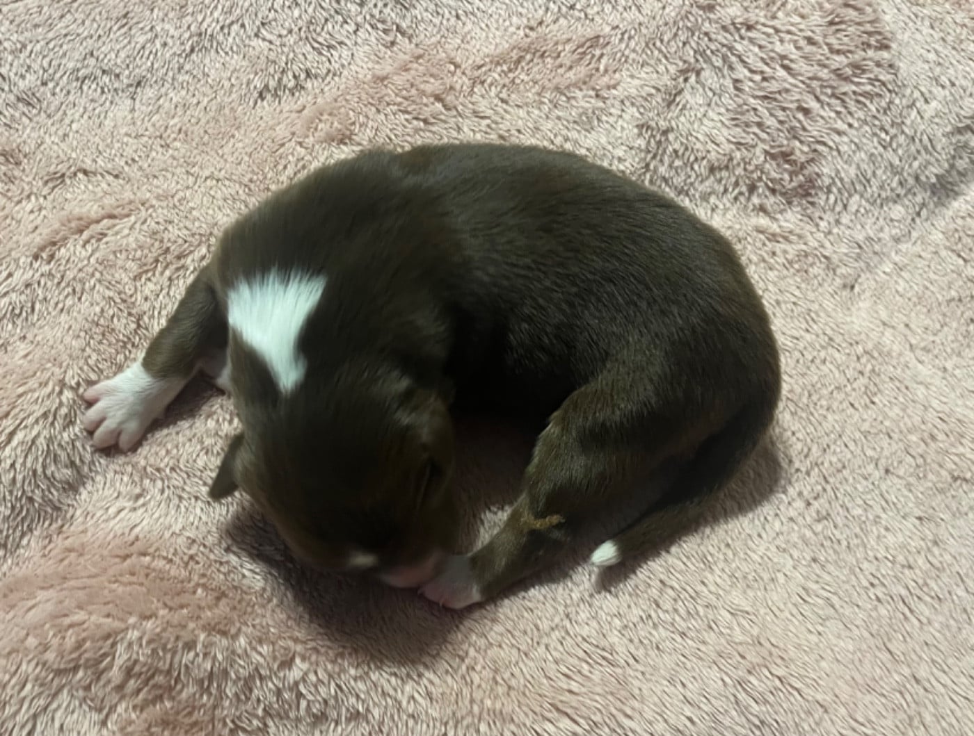 Aloé (le nom est modifiable)