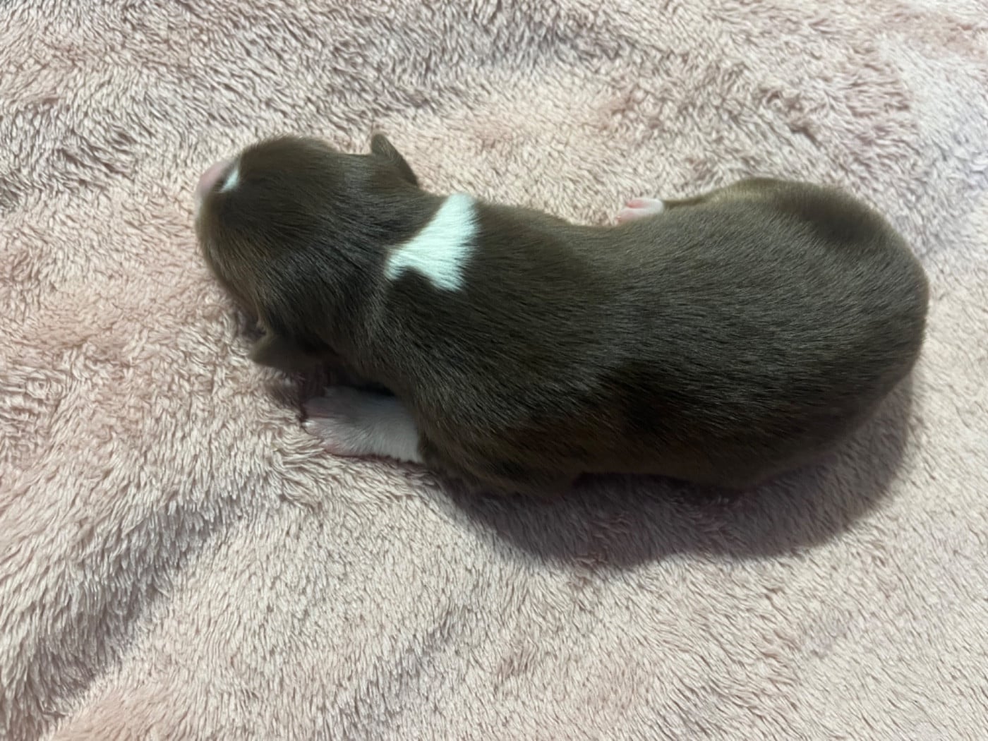 Aloé (le nom est modifiable)