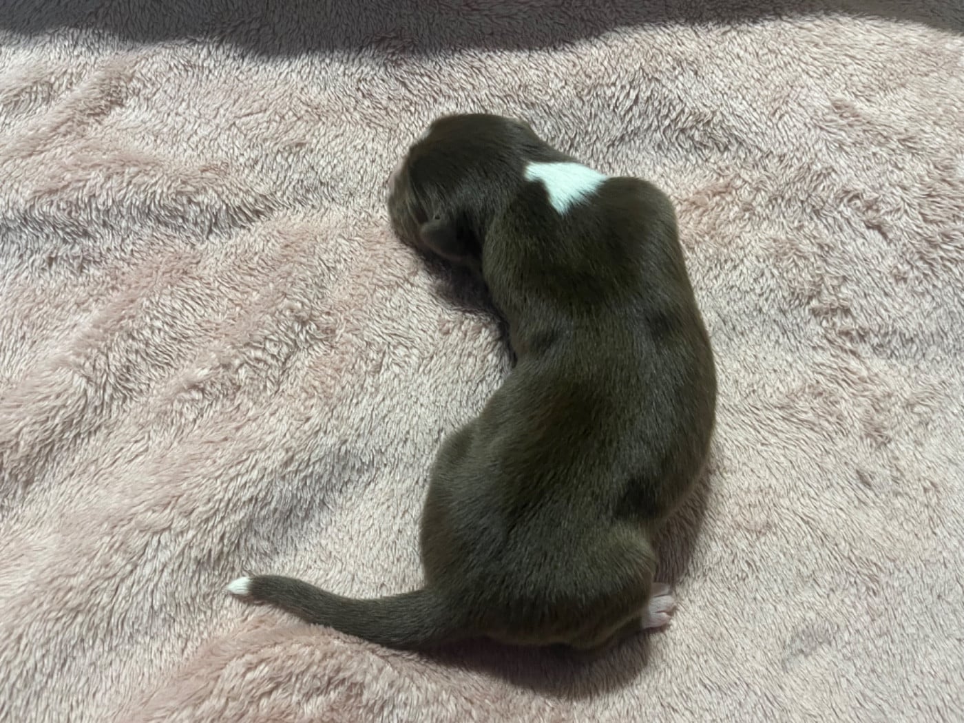 Aloé (le nom est modifiable)