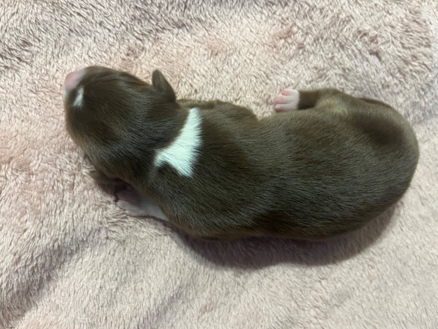 Aloé (le nom est modifiable)