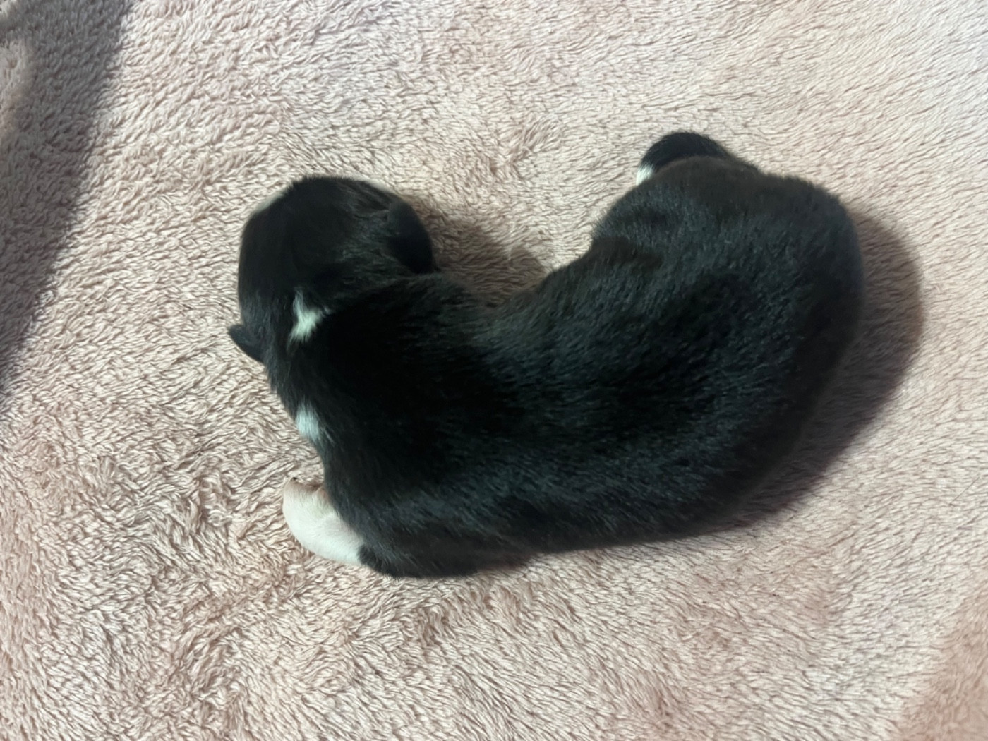 Arsène (le nom est modifiable)