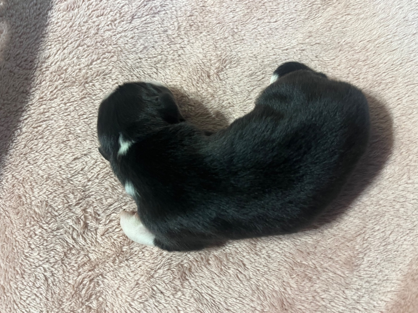 Arsène (le nom est modifiable)