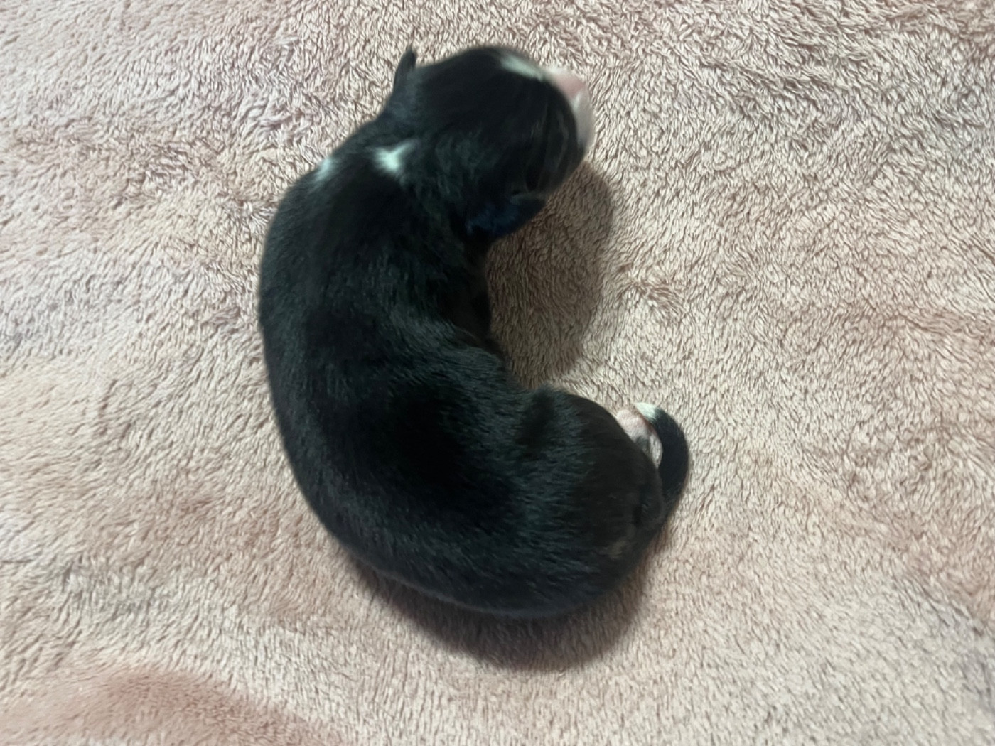 Arsène (le nom est modifiable)