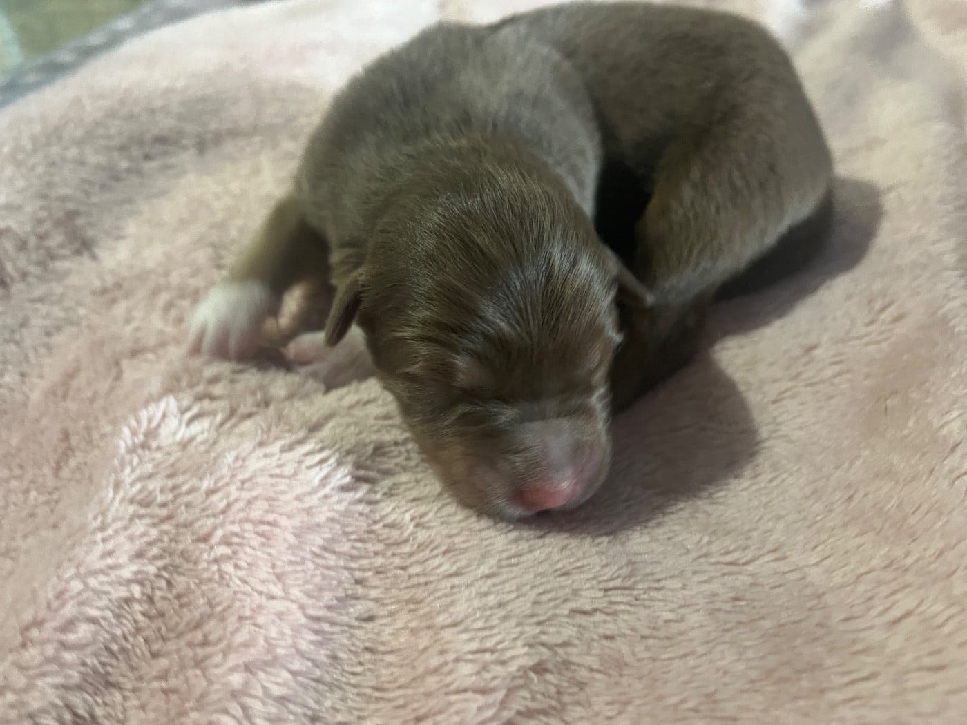 Anouchka (le nom est modifiable)