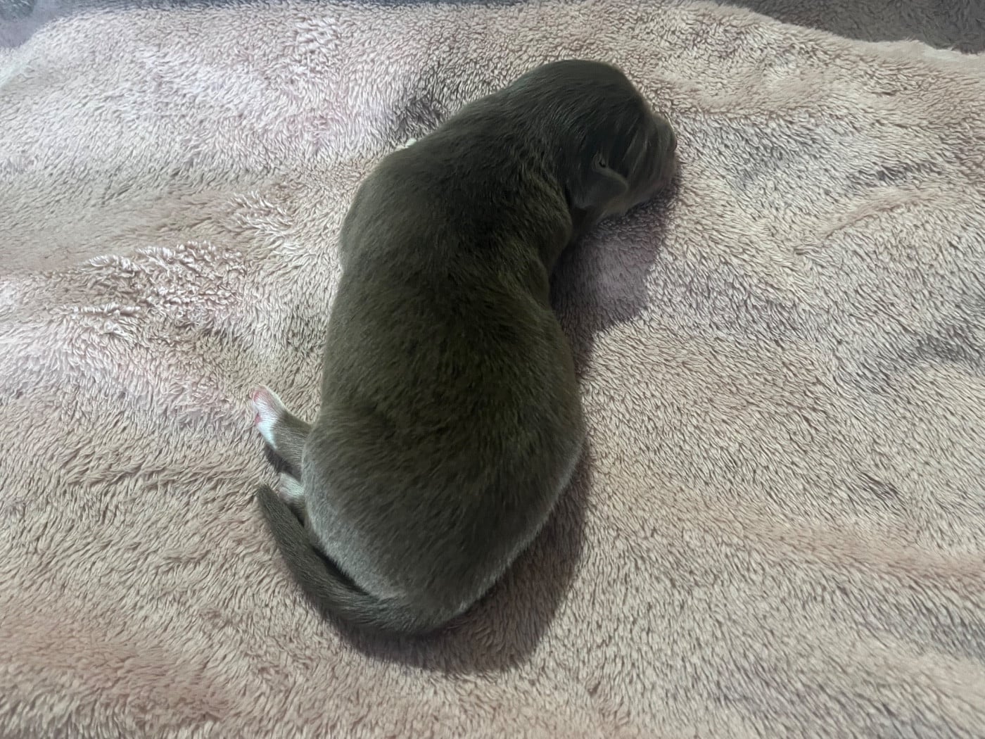 Anouchka (le nom est modifiable)