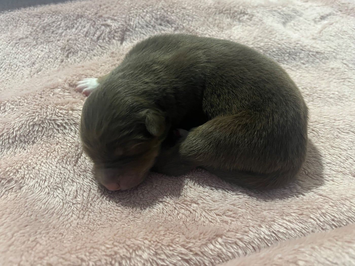 Anouchka (le nom est modifiable)