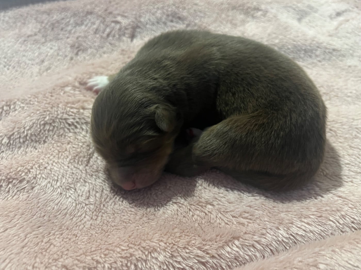 Anouchka (le nom est modifiable)