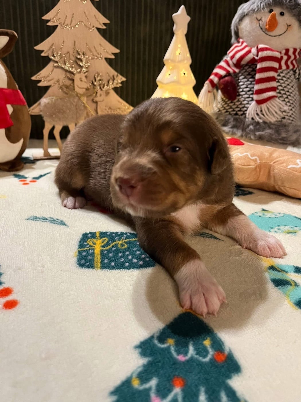 Archibald (le nom est modifiable)