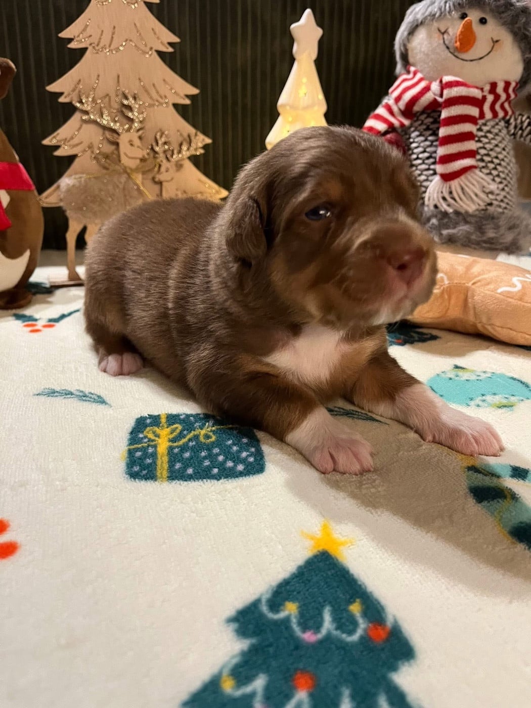 Archibald (le nom est modifiable)