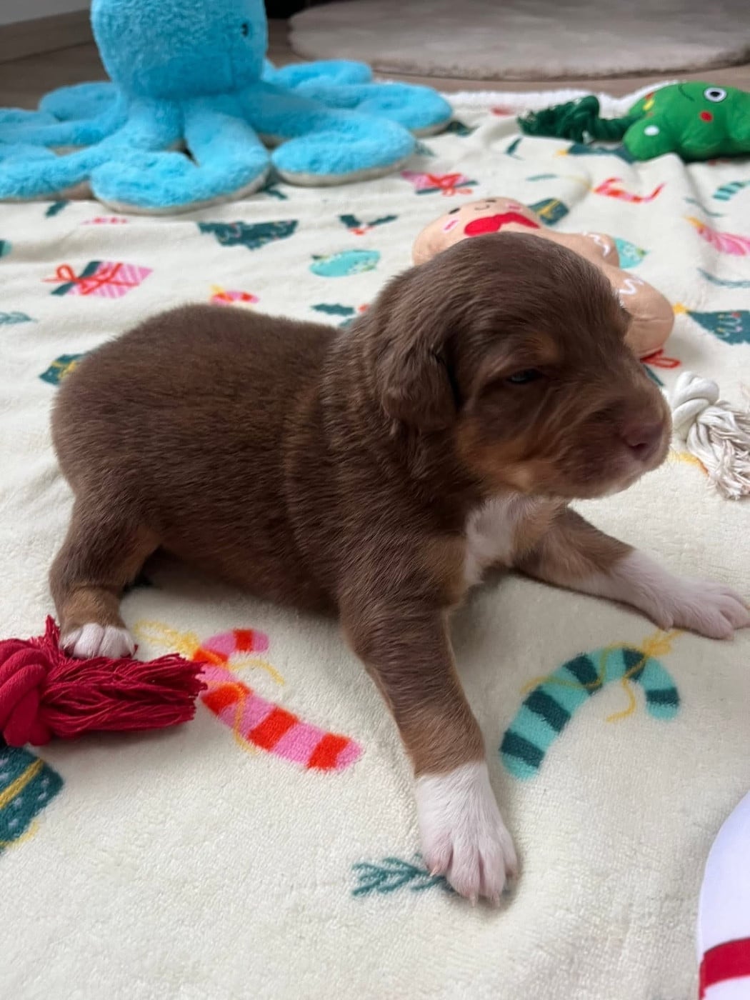 Archibald (le nom est modifiable)