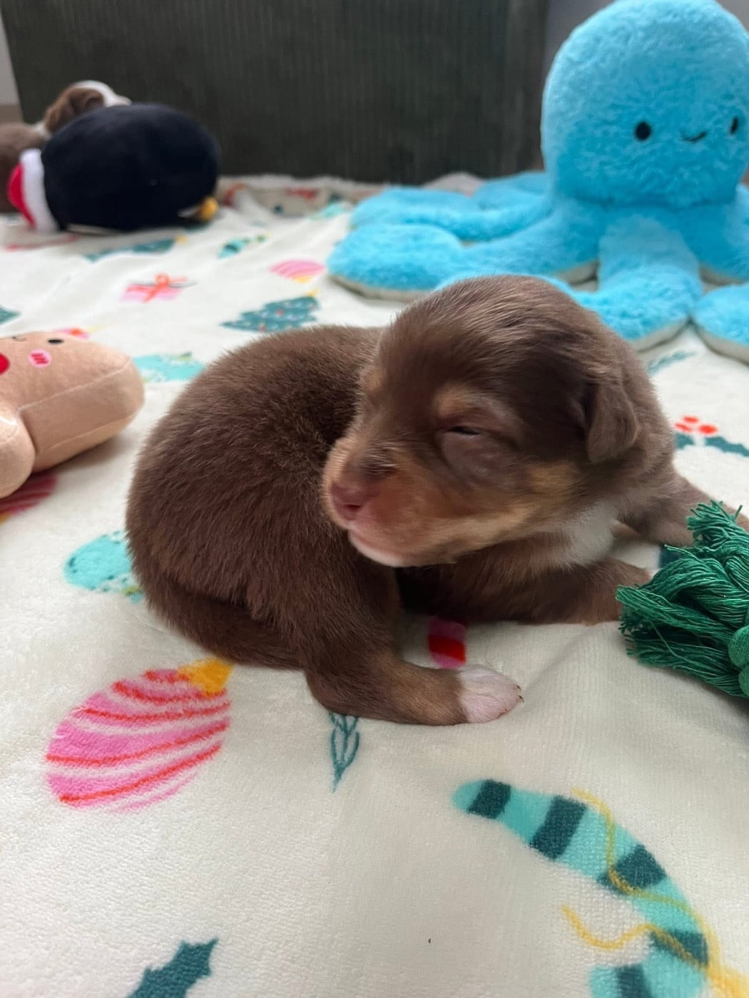 Anouchka (le nom est modifiable)