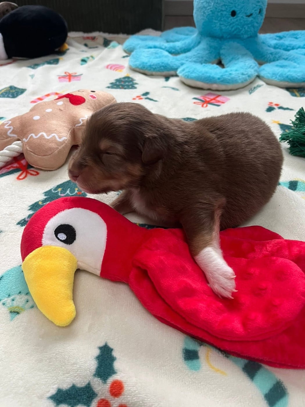 Anouchka (le nom est modifiable)