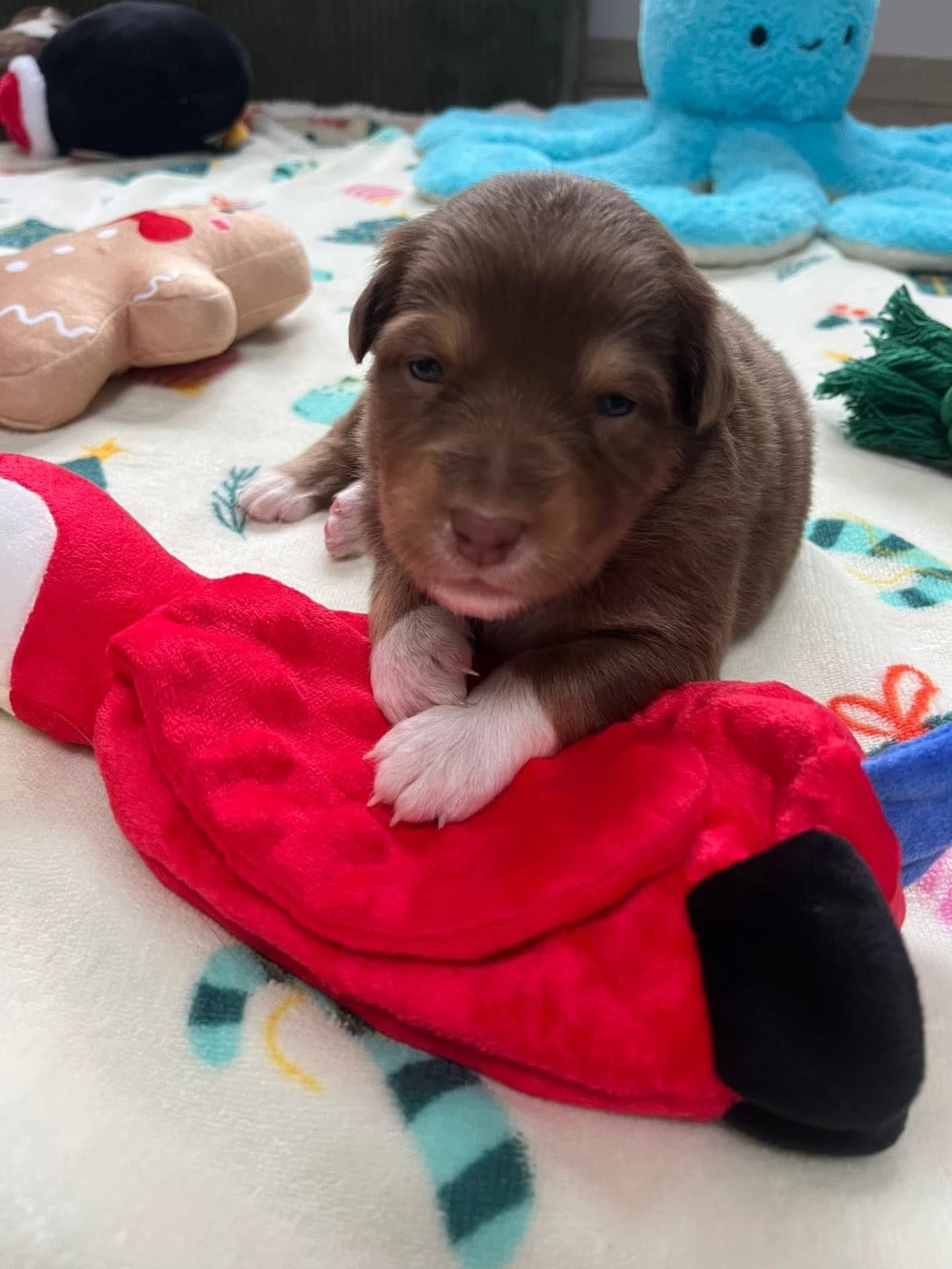 Anouchka (le nom est modifiable)