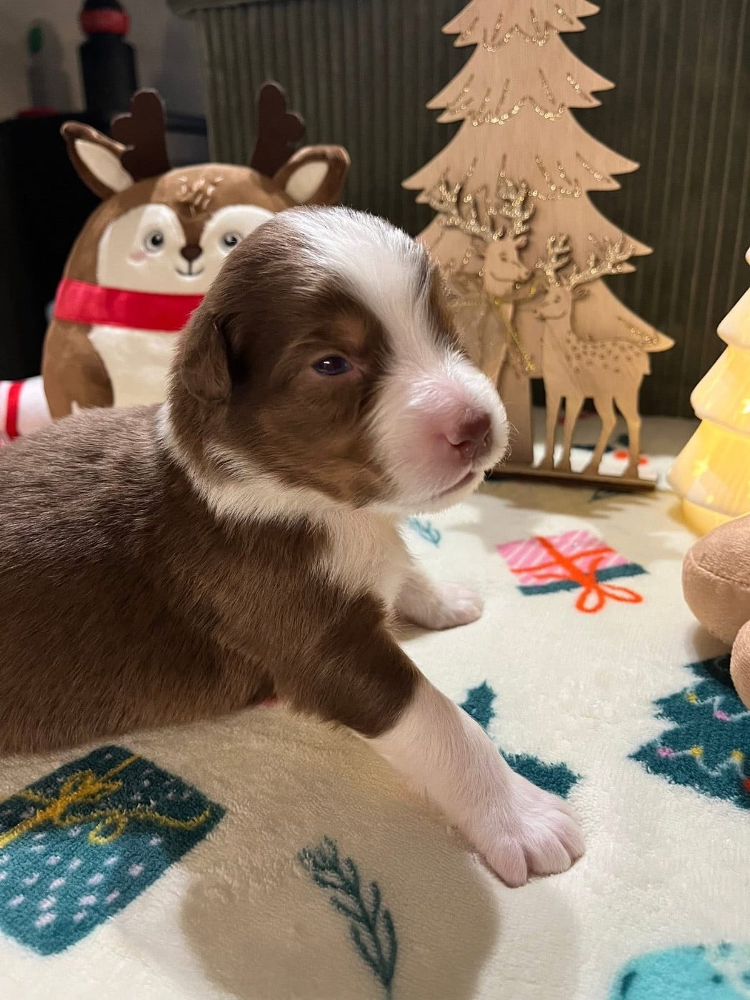 Alibi (le nom est modifiable)