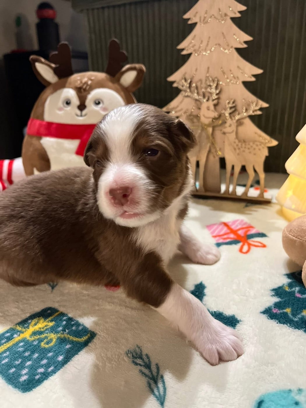 Alibi (le nom est modifiable)