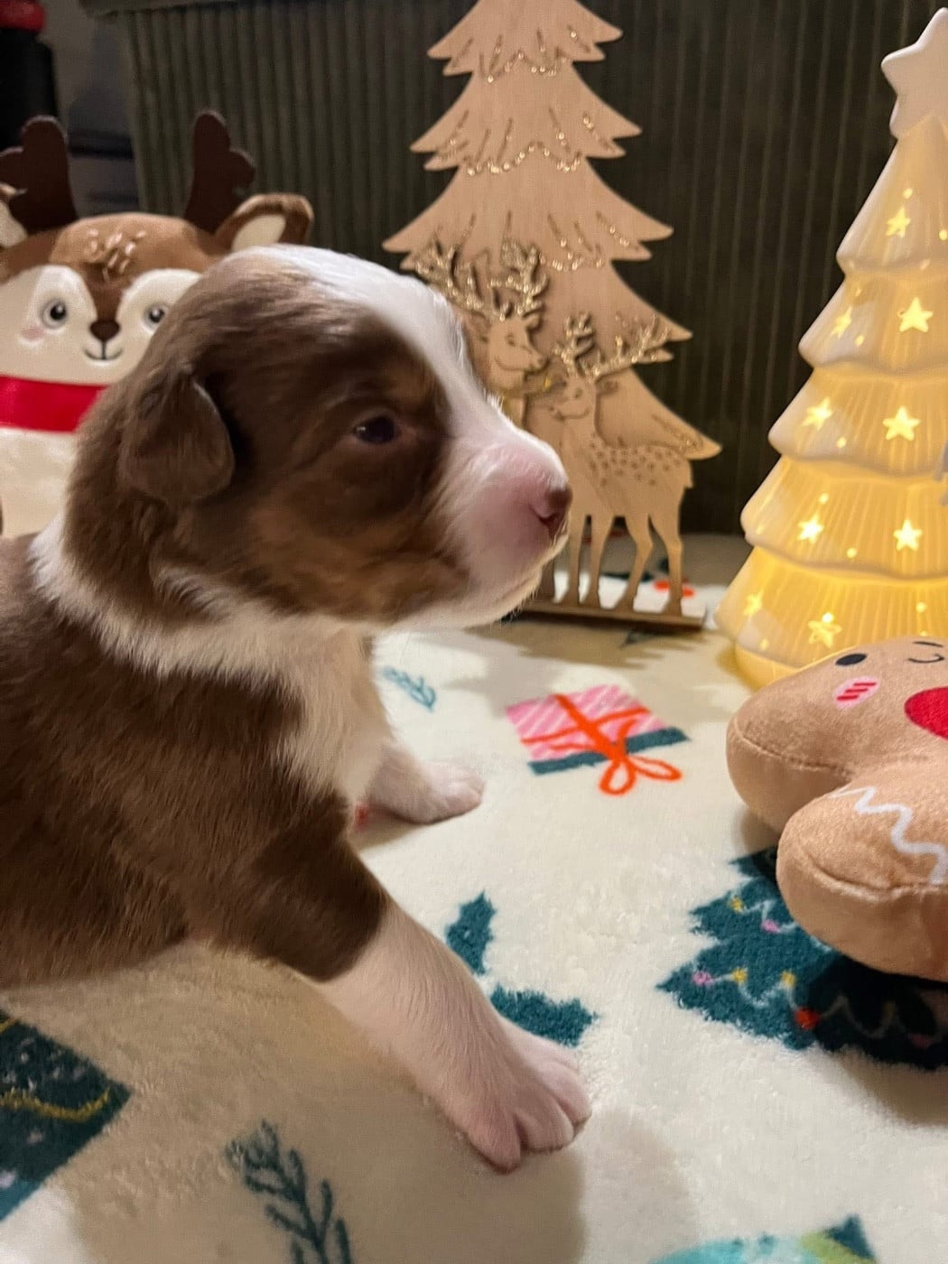 Alibi (le nom est modifiable)