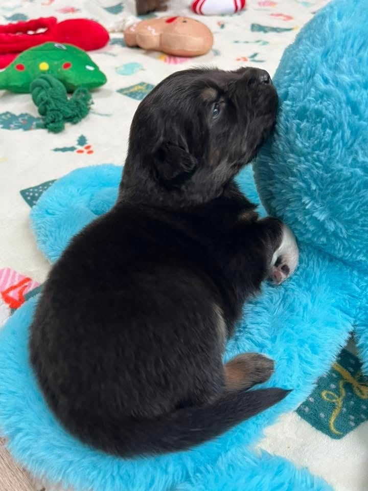 Anakin (le nom est modifiable)