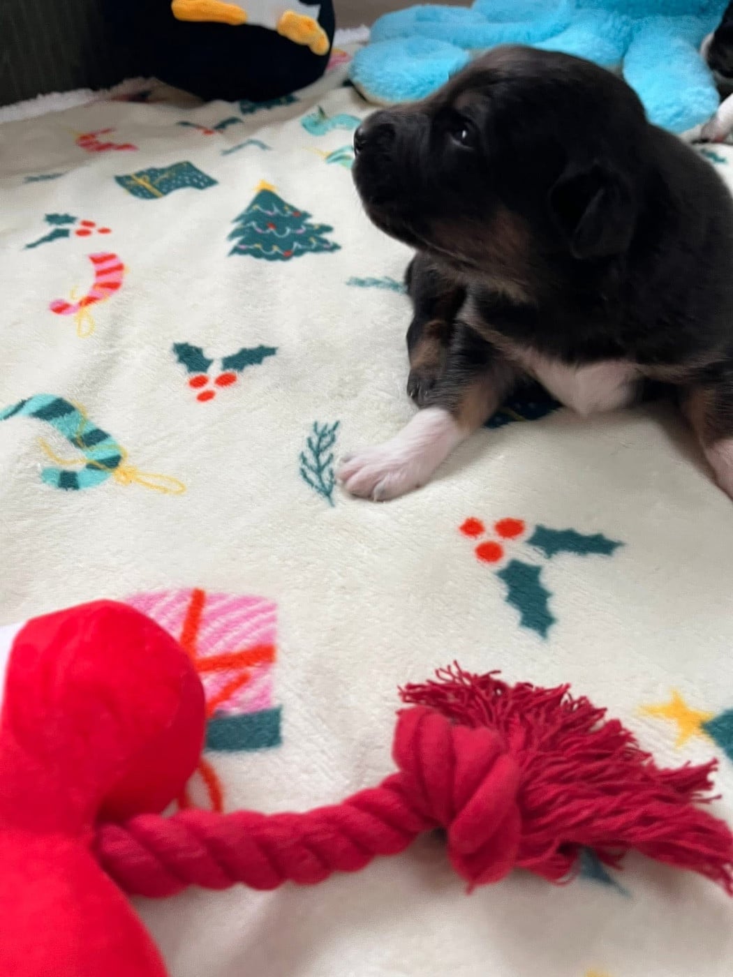 Anakin (le nom est modifiable)